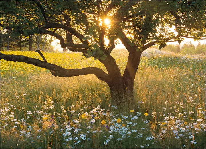 Card - Sunrise Tree in Field Of Daisies